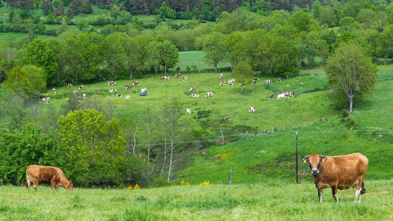Photo of Others in Chaulhac
