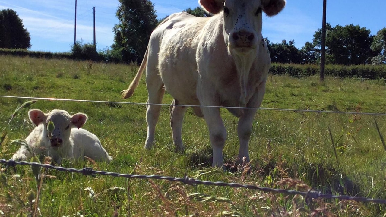 Photo of Outdoor in Vendenesse-les-Charolles
