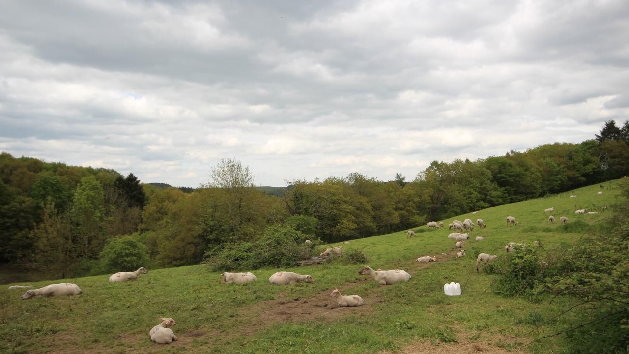 Photo of Outdoor in Chissey-en-Morvan