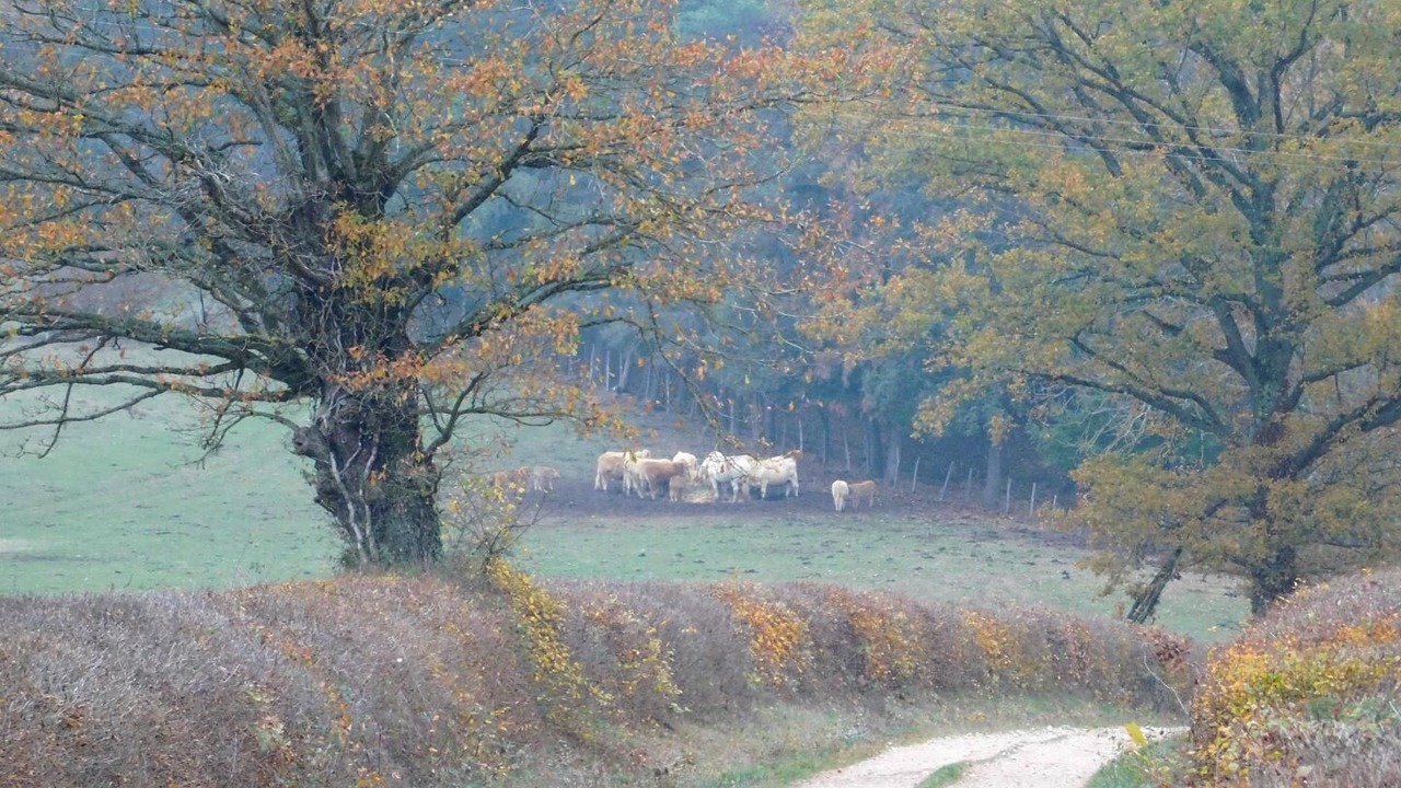 Photo of Others in Saint-Vincent-Bragny