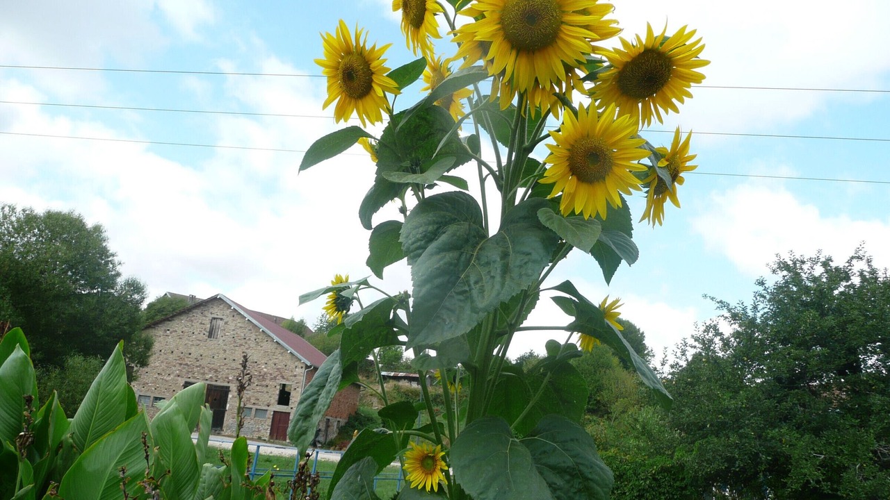 Photo of Outdoor in Bonvillet