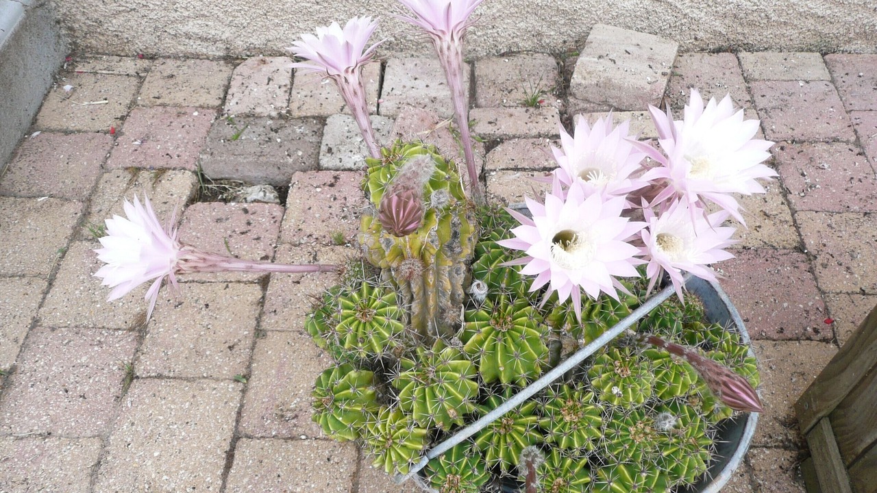 Photo of Outdoor in Bonvillet