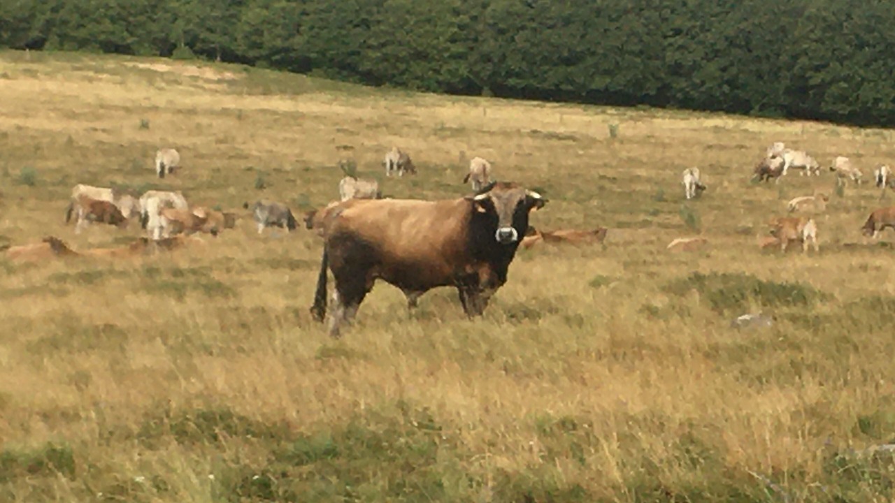 Photo of Others in Prades-d'Aubrac