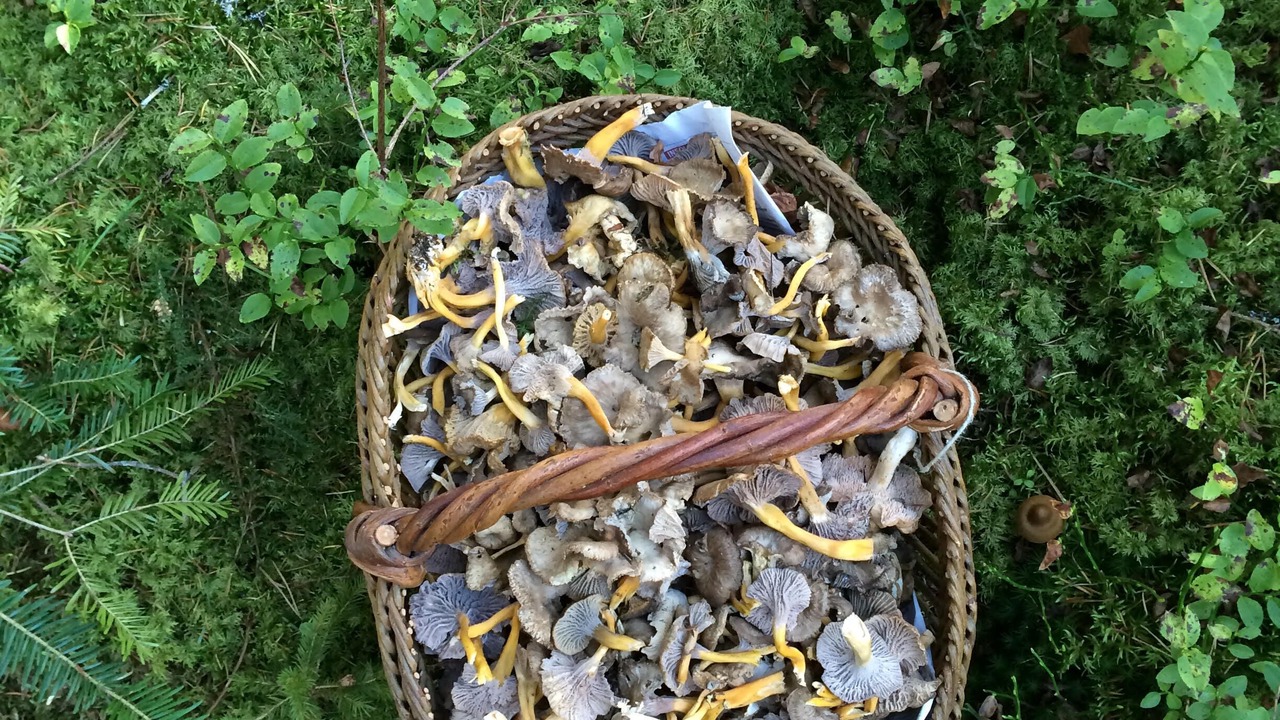 Photo of Outdoor in Lavastrie