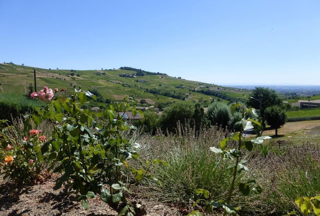 Photo of Outdoor in Julienas