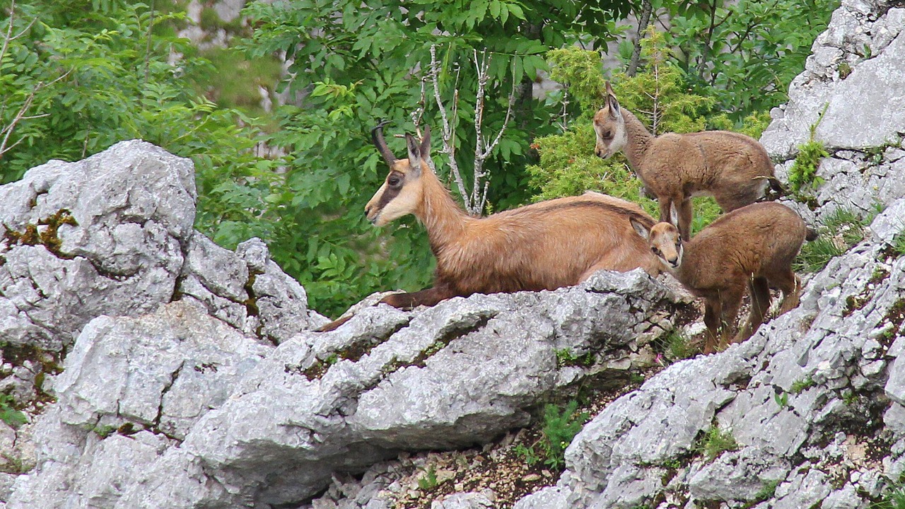 Photo of Others in Montperreux