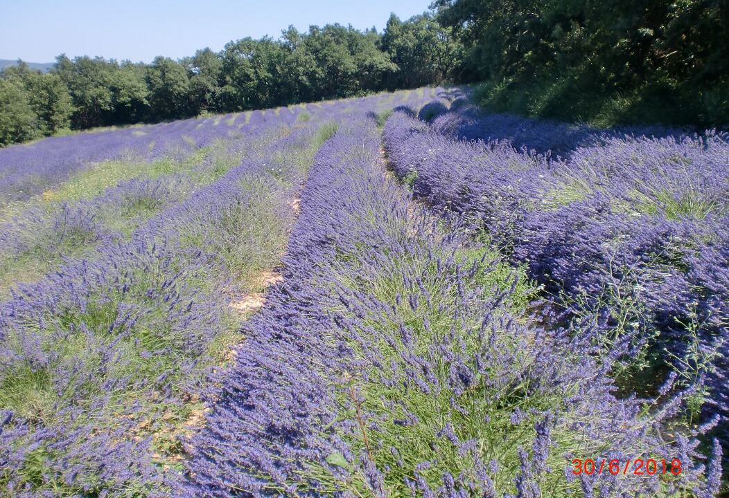 Photo of Outdoor in Savasse