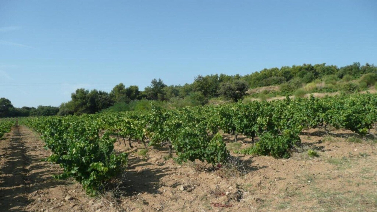 Photo of Others in Buisson