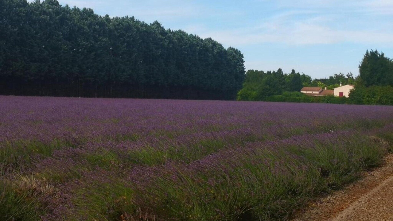 Photo of Others in Buisson