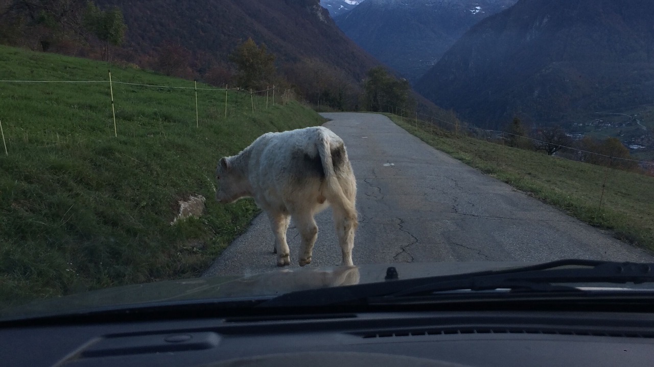 Photo of Others in Navette