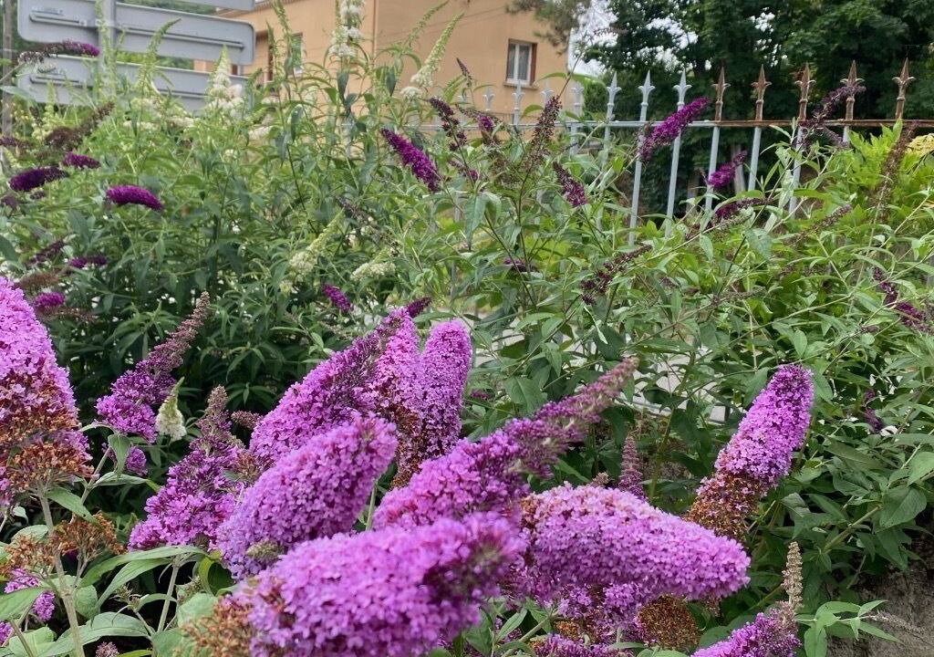 Photo of Outdoor in Lamastre