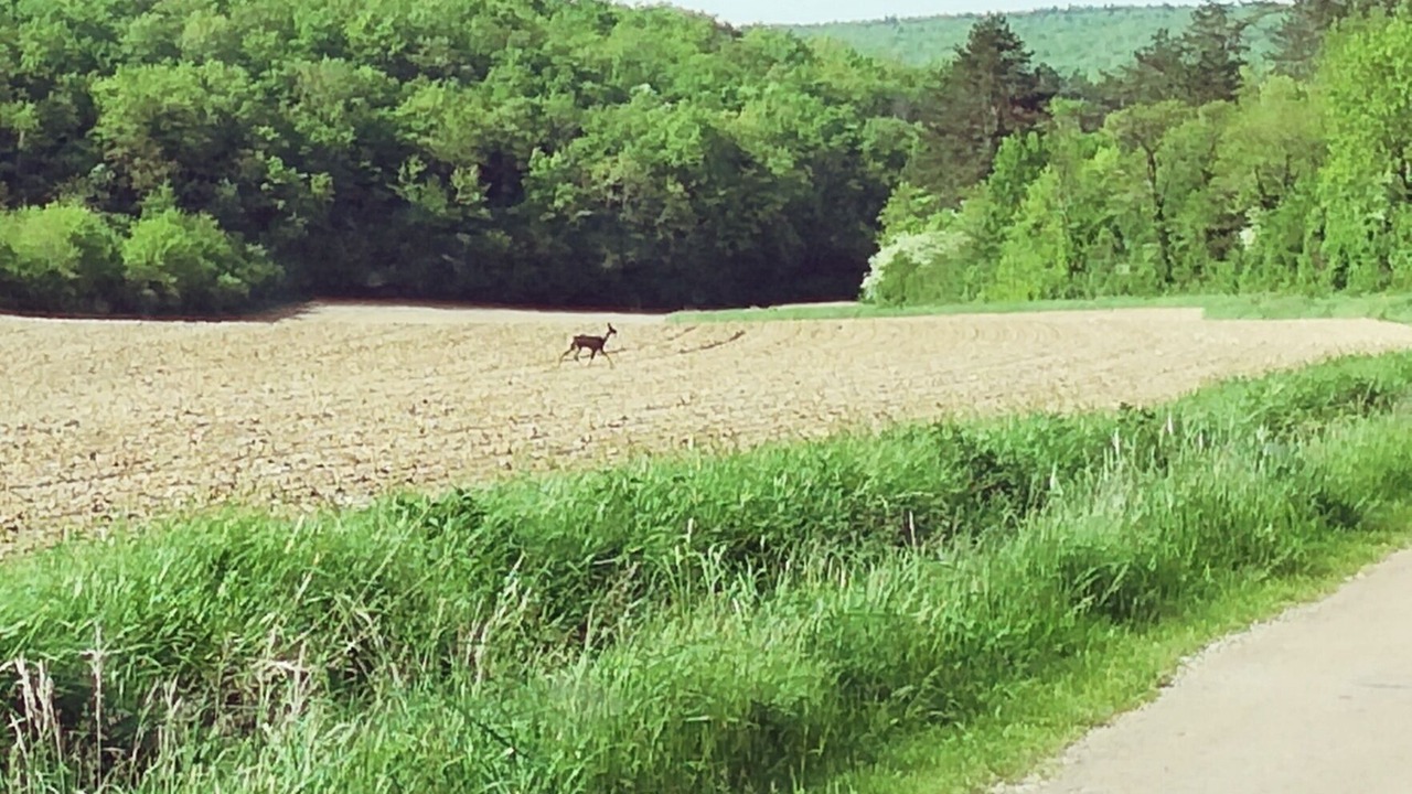 Photo of Outdoor in Arcy-sur-Cure