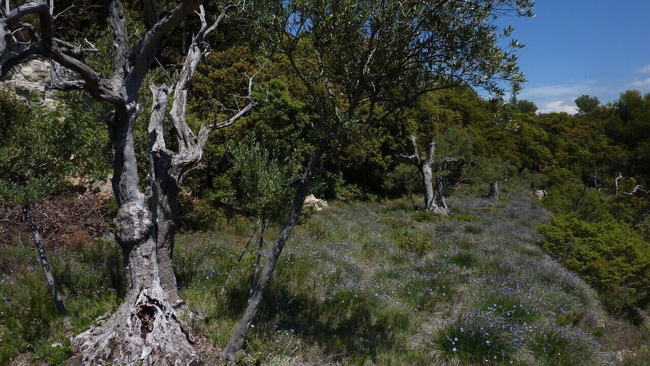 Photo of Outdoor in Le Beaucet
