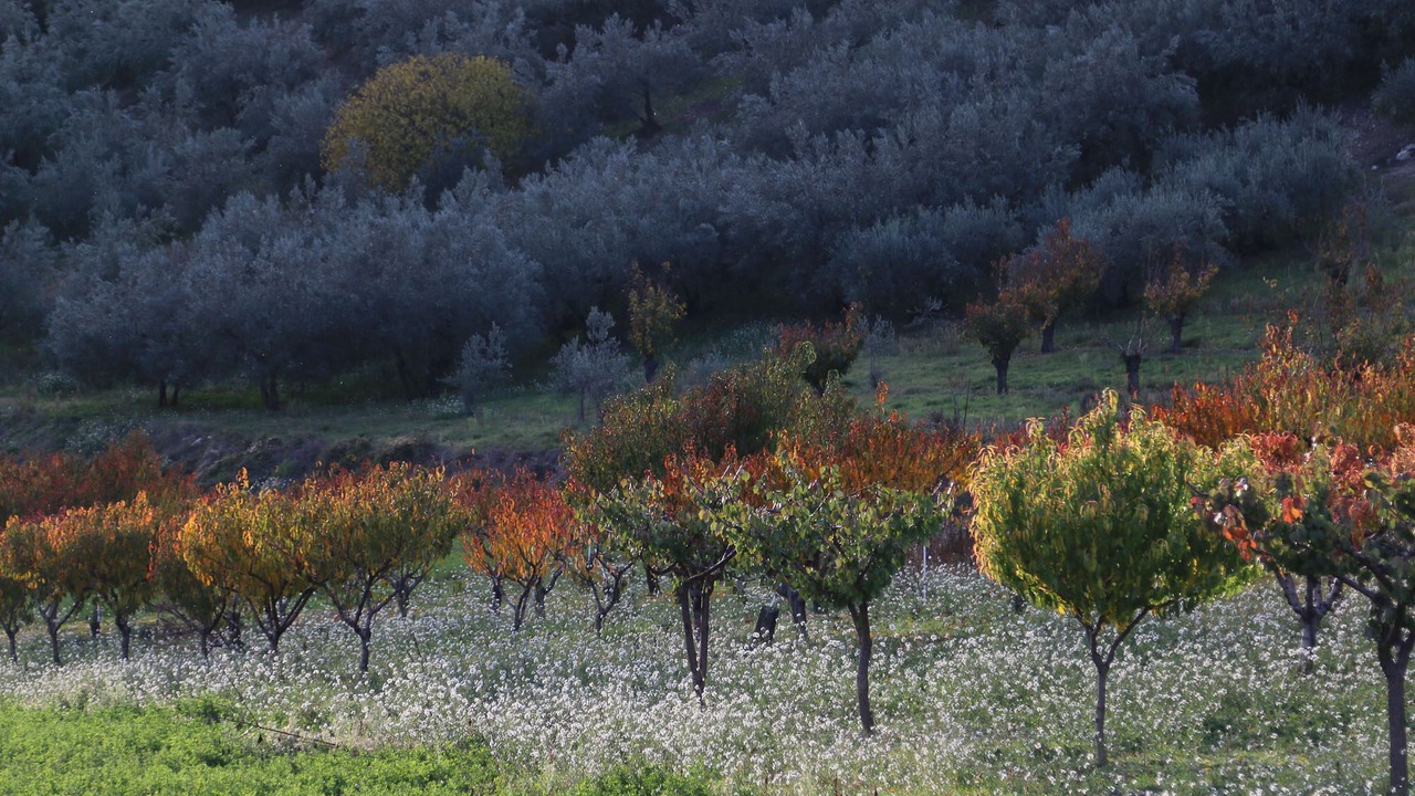 Photo of Outdoor in Mollans-sur-Ouveze