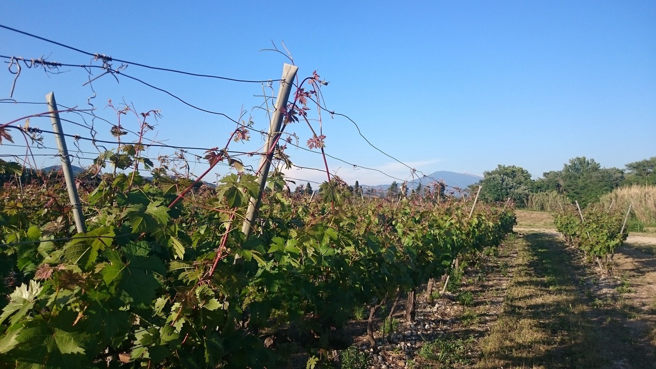 Photo of Outdoor in Aubignan