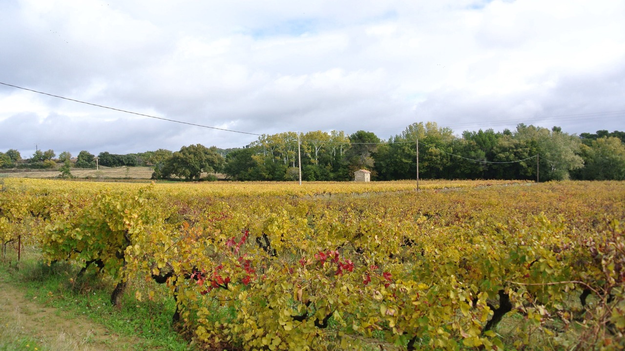 Photo of Outdoor in Buisson