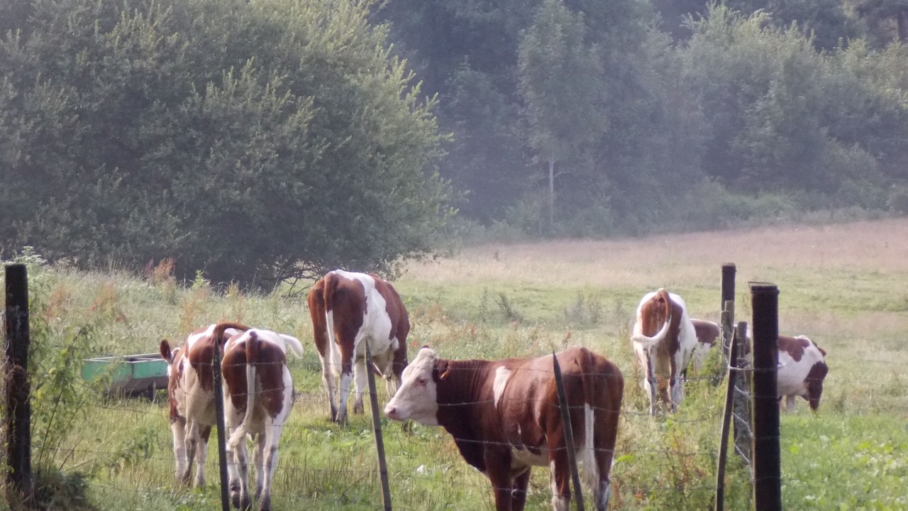 Photo of Outdoor in Auzelles