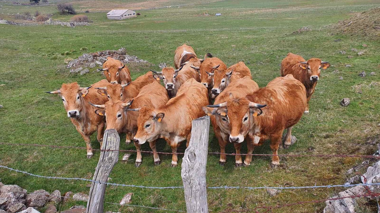 Photo of Others in Saint-Urcize