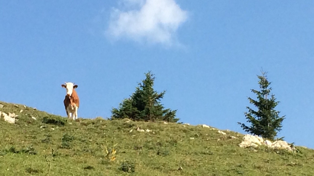 Photo of Others in Lajoux