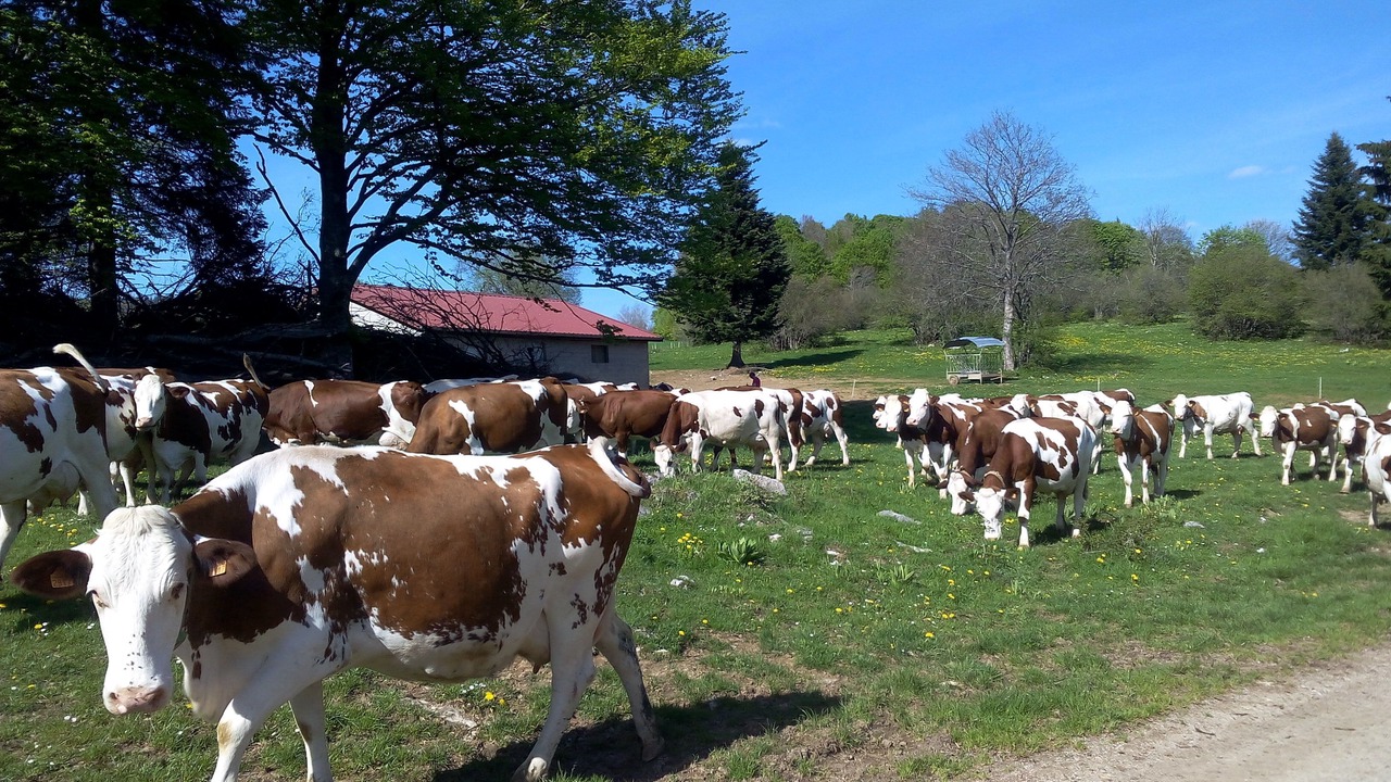 Photo of Outdoor in Verrieres-de-Joux