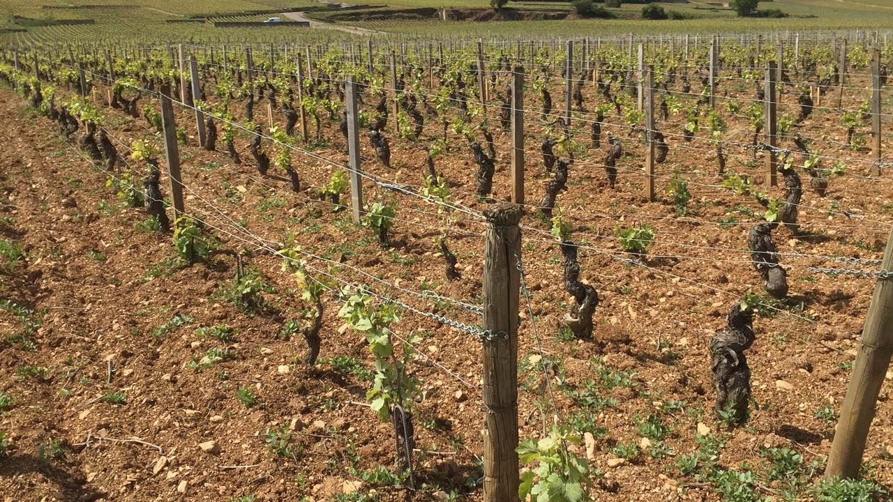 Photo of Outdoor in Beaune