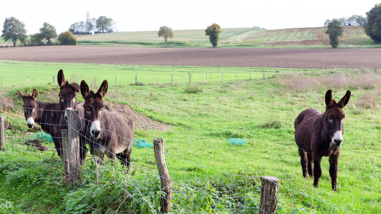 Photo of Outdoor in Montpont-en-Bresse