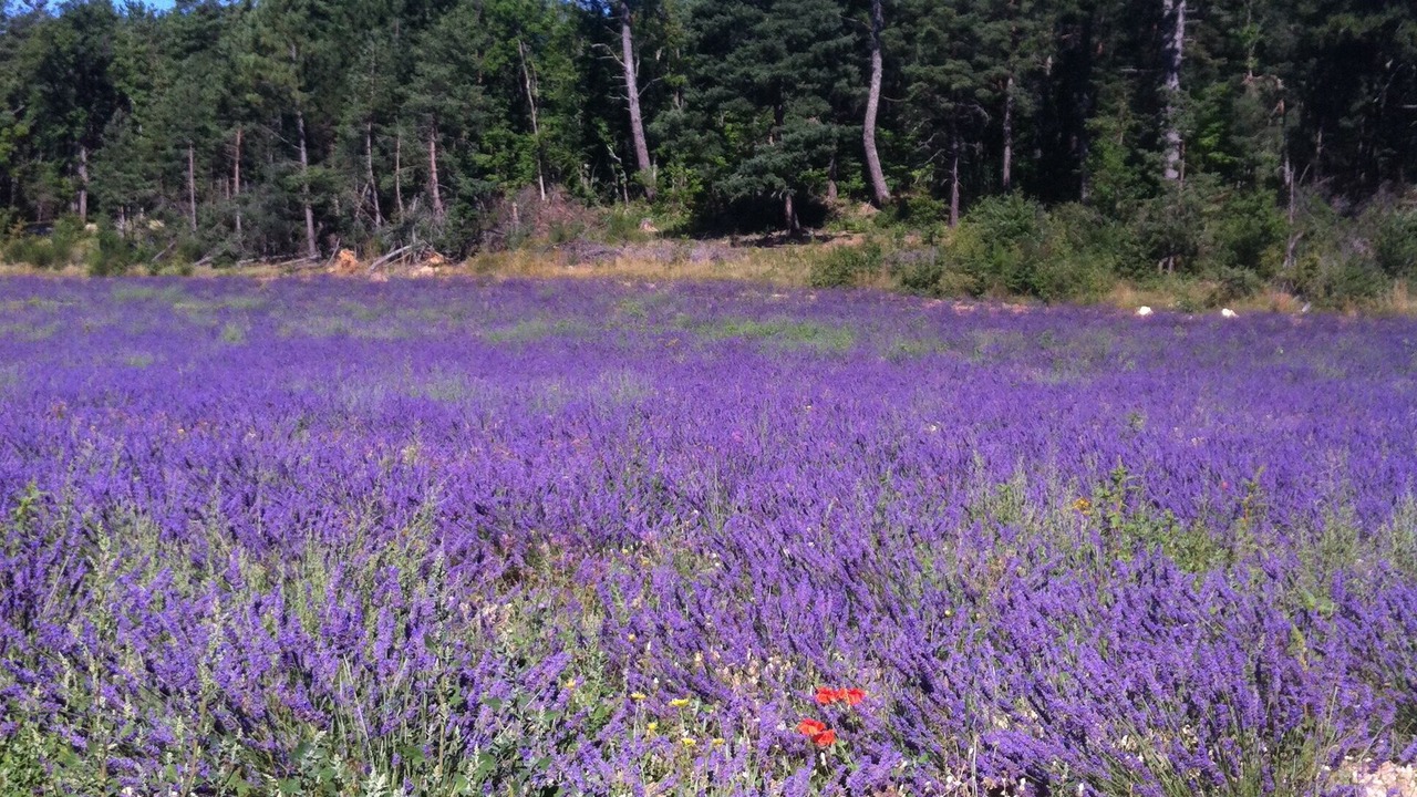 Photo of Outdoor in Aurel