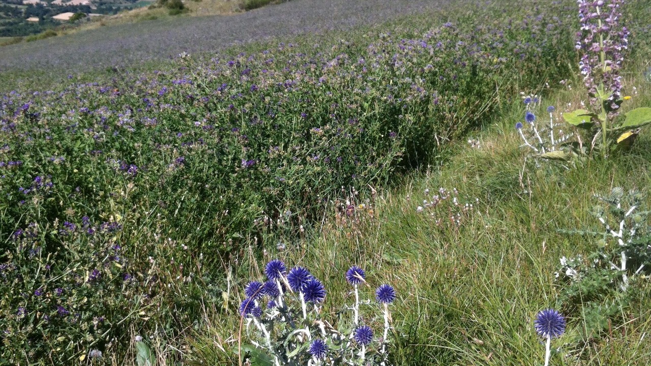 Photo of Outdoor in Aurel