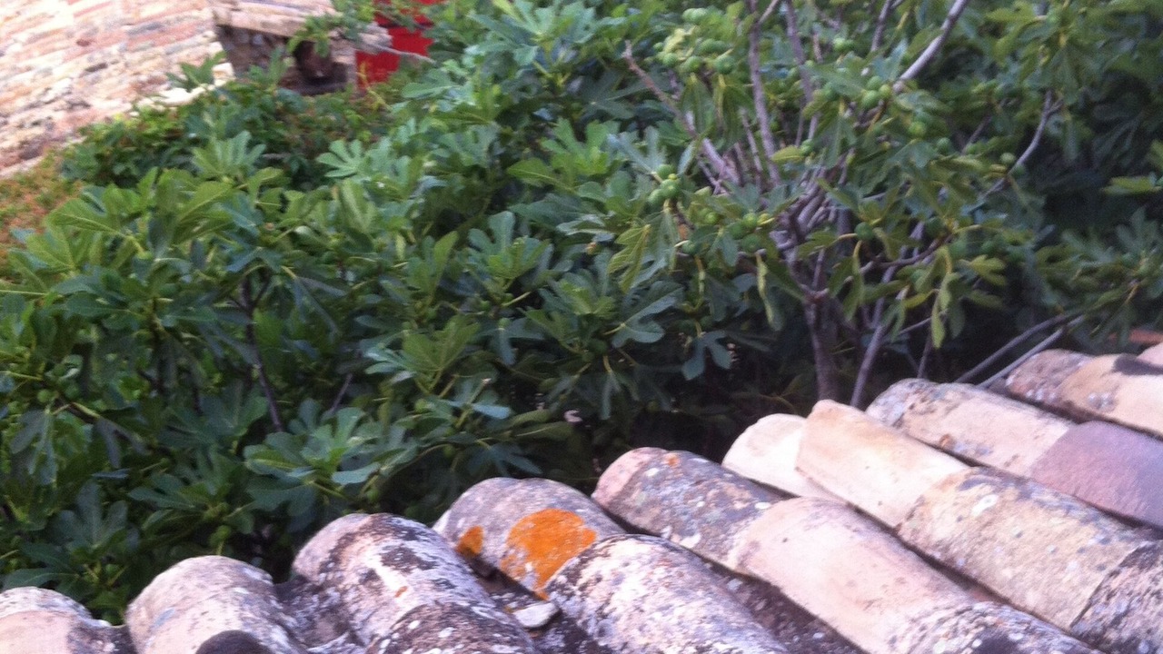 Photo of Outdoor in Aurel