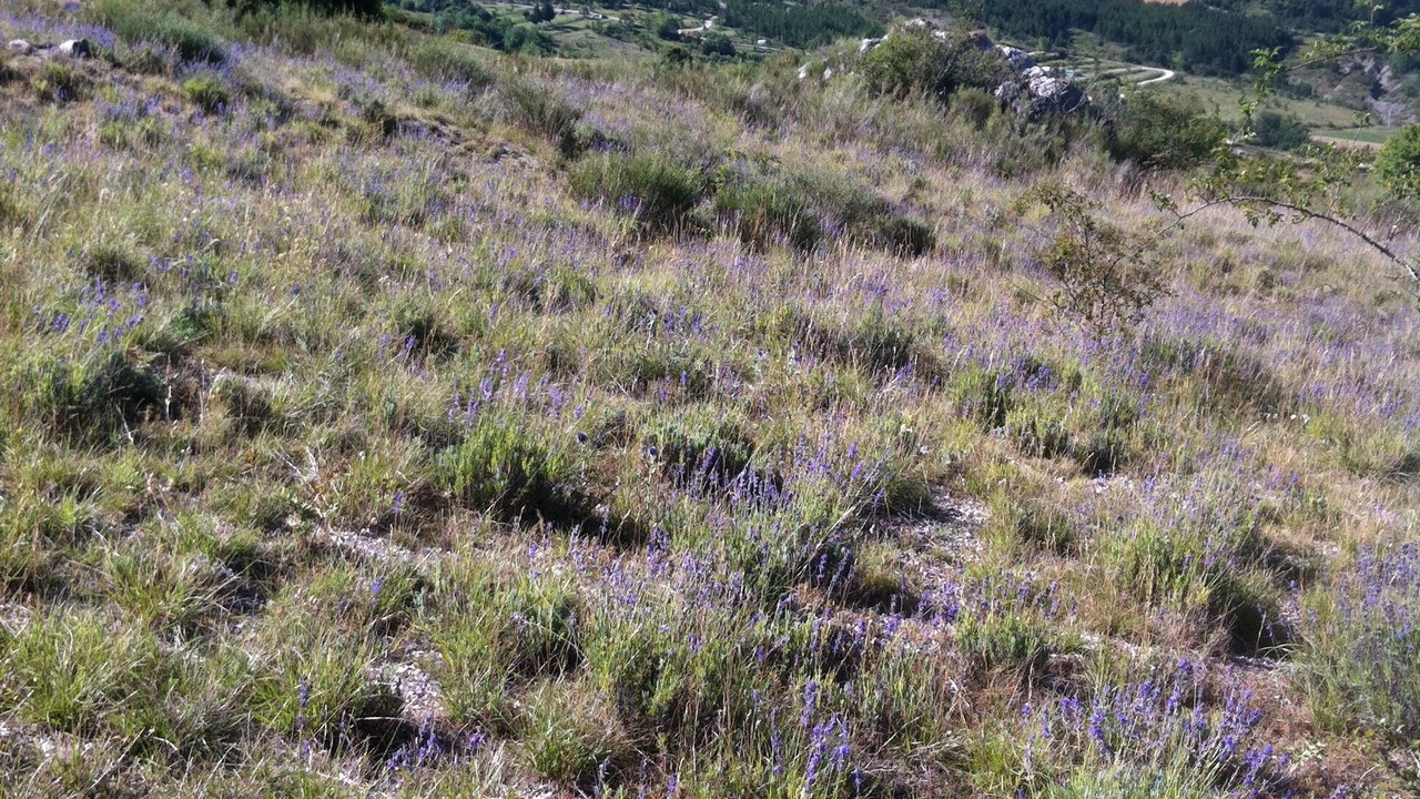 Photo of Outdoor in Aurel