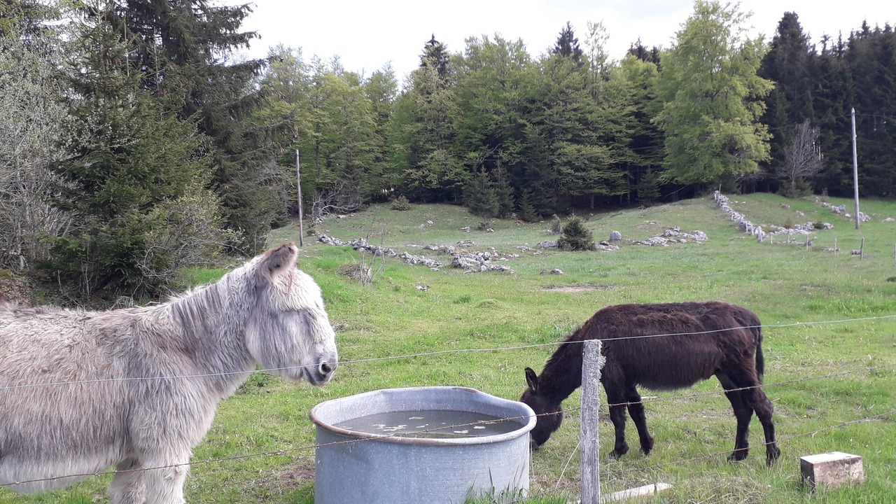 Photo of Outdoor in La Pesse