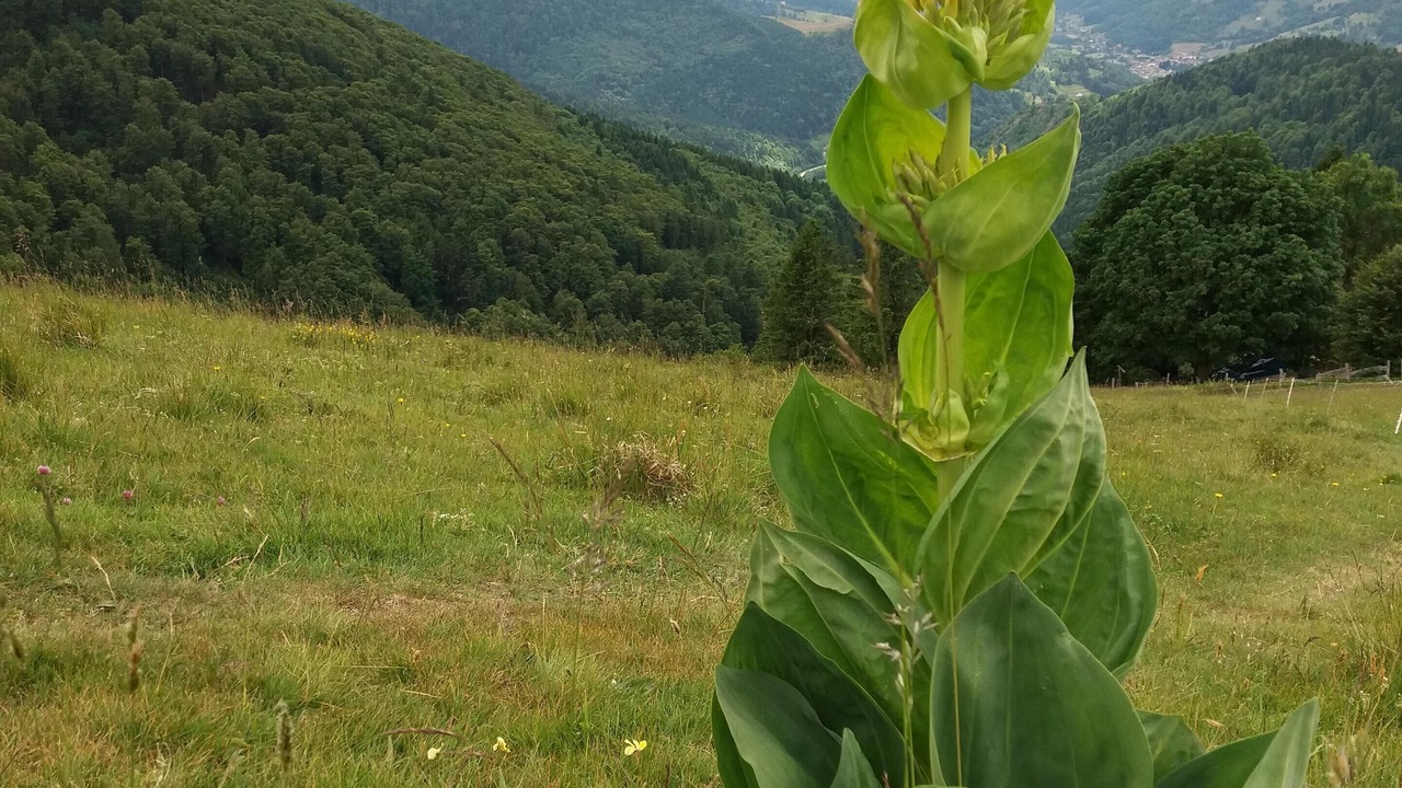 Photo of Outdoor in Fresse-sur-Moselle