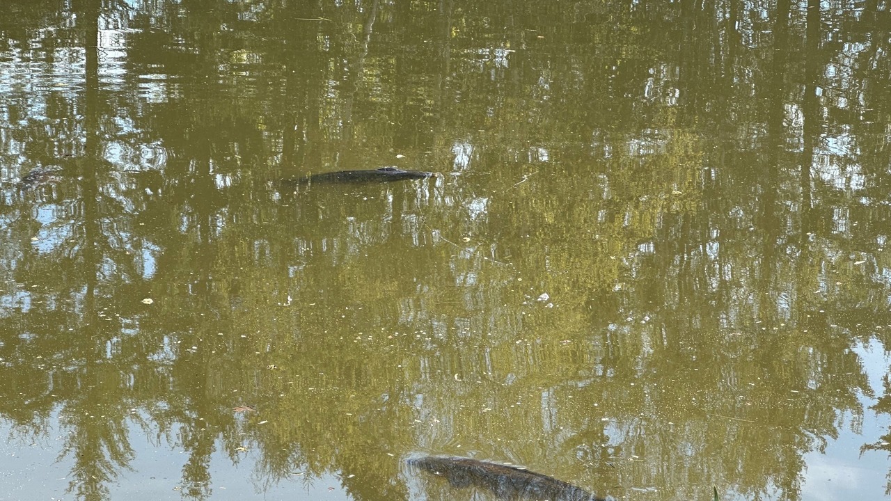 Photo of Others in Brazey-en-Morvan