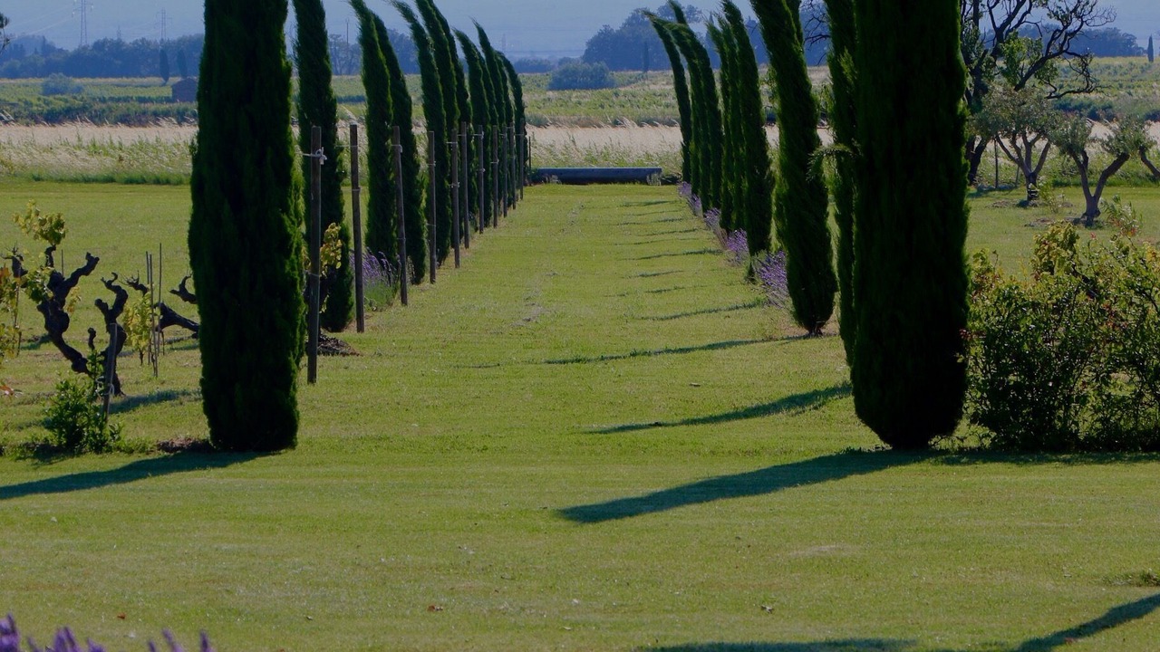 Photo of Others in Cairanne
