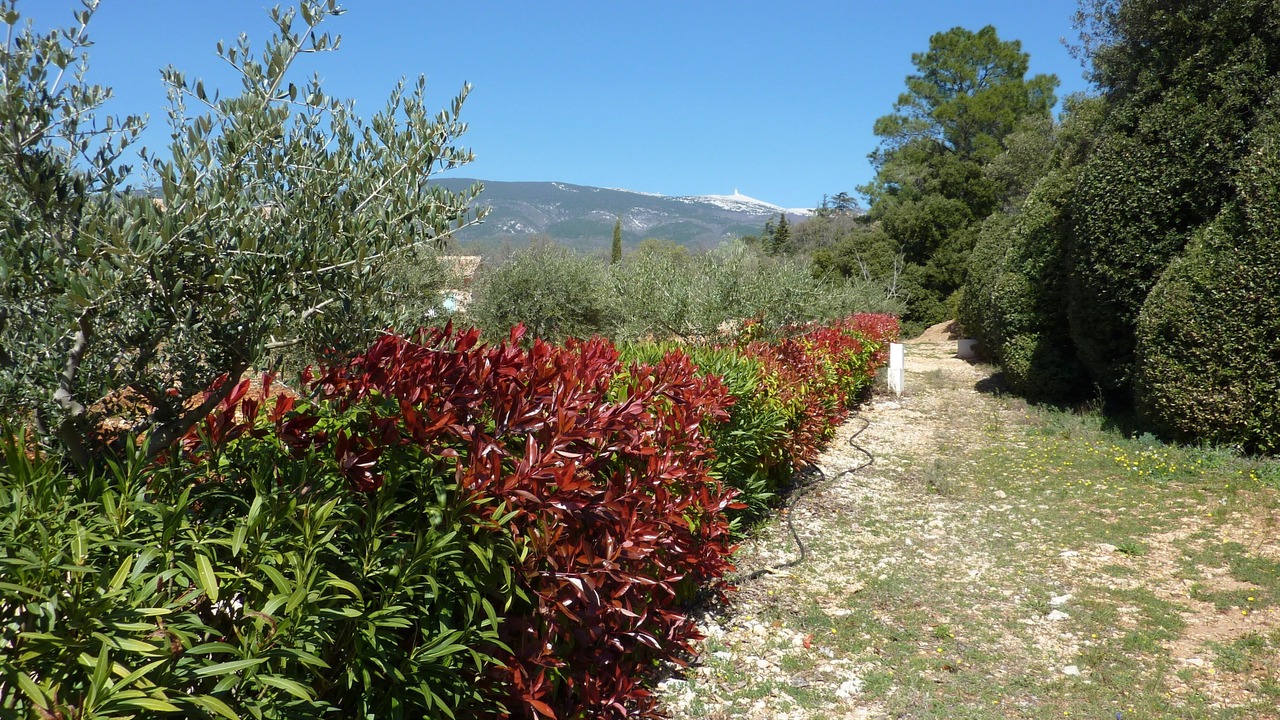 Photo of Outdoor in Bedoin