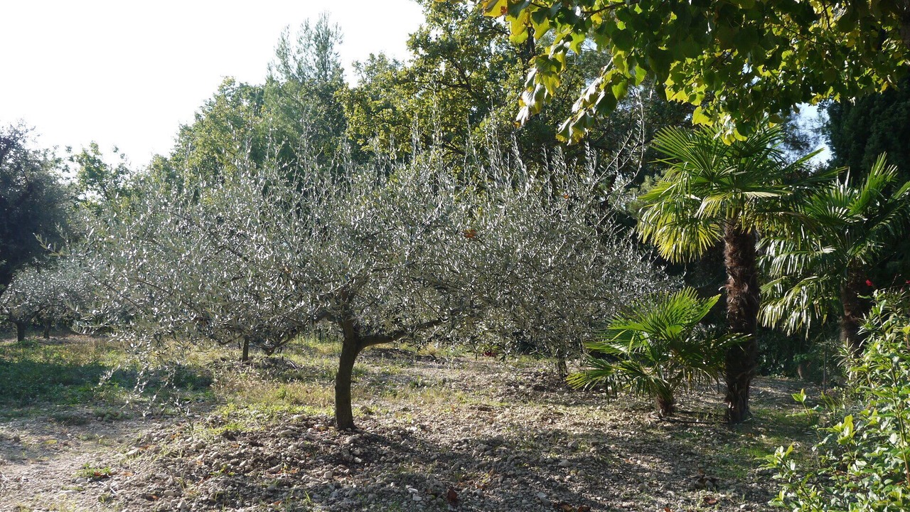 Photo of Outdoor in Mazan