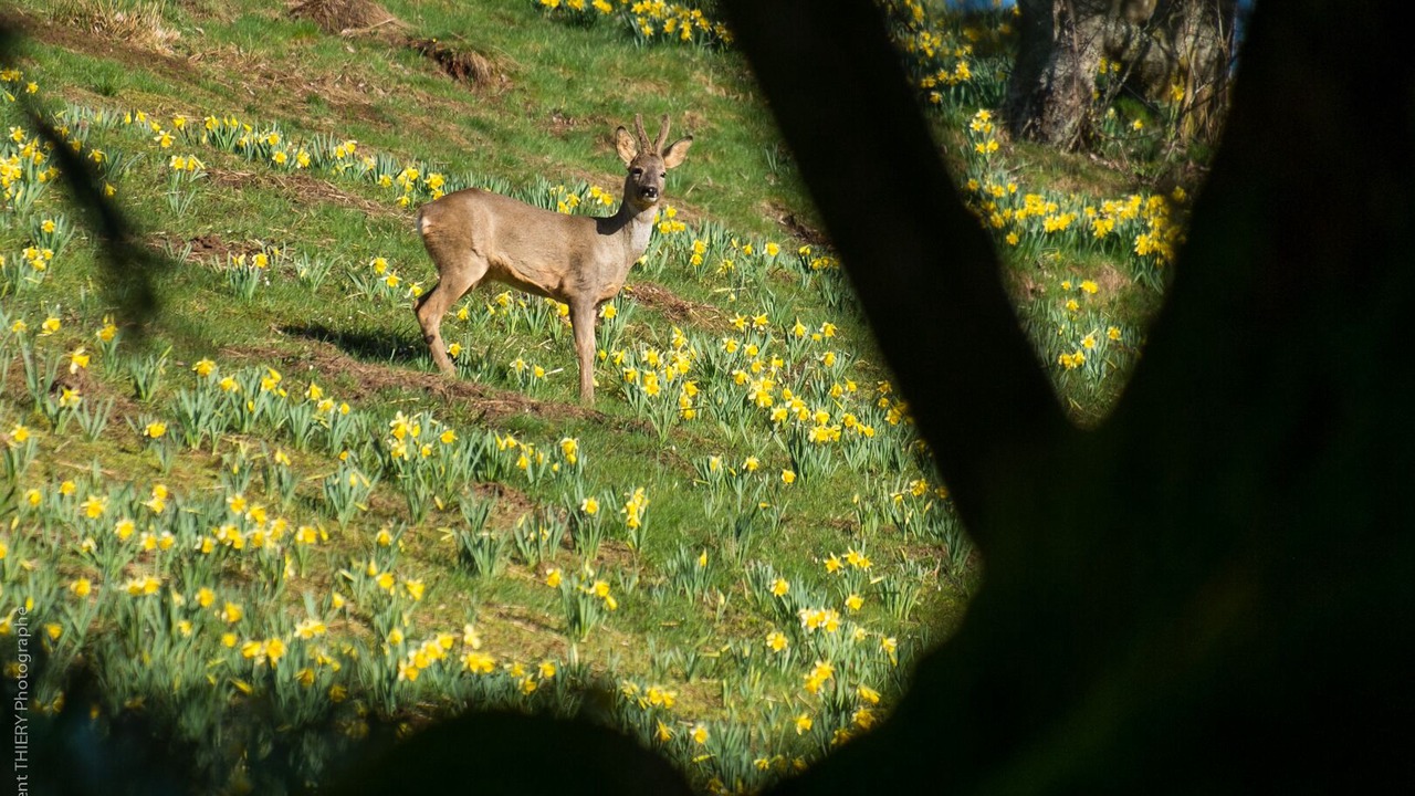 Photo of Outdoor in Gerardmer