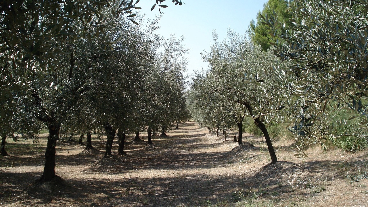 Photo of Others in Roaix