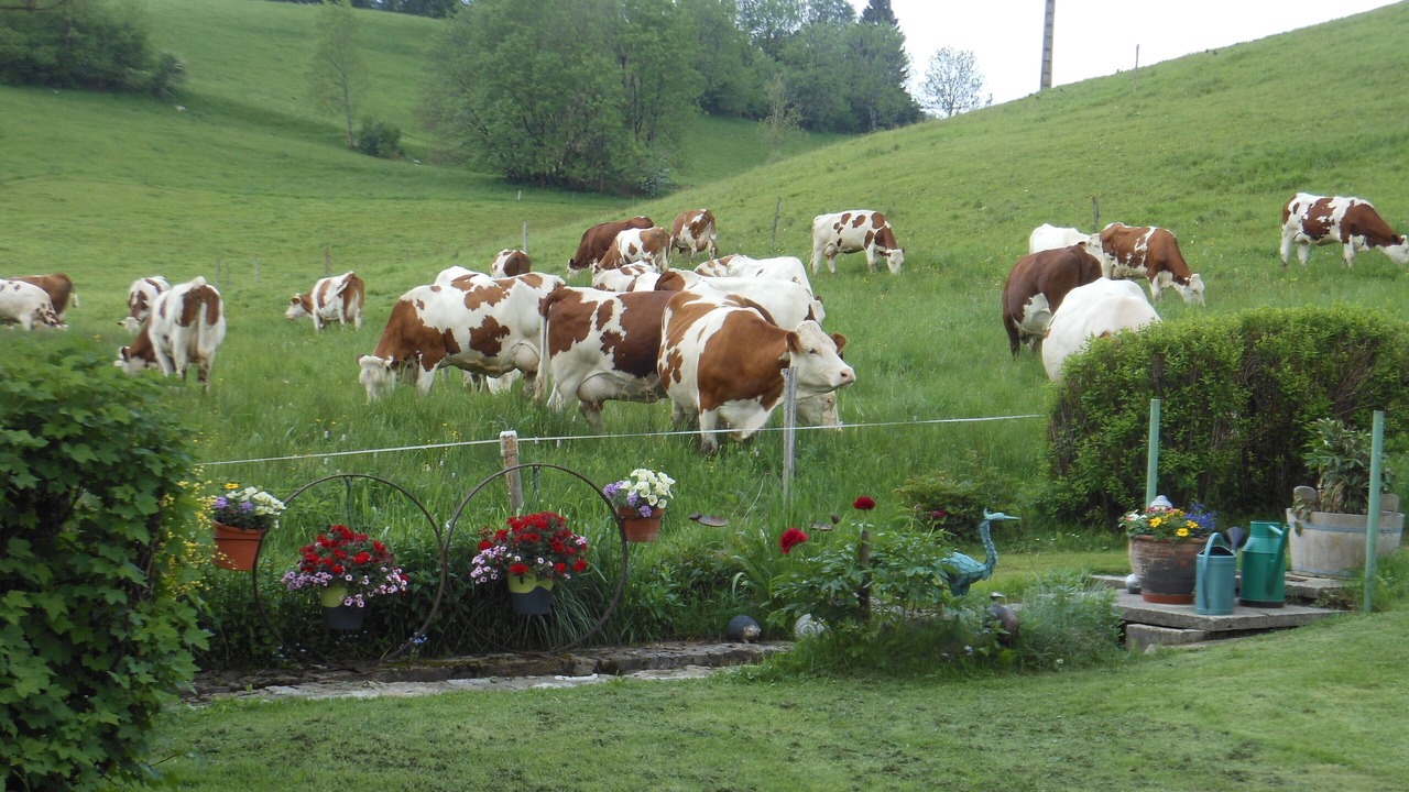Photo of Outdoor in Foncine-le-Haut