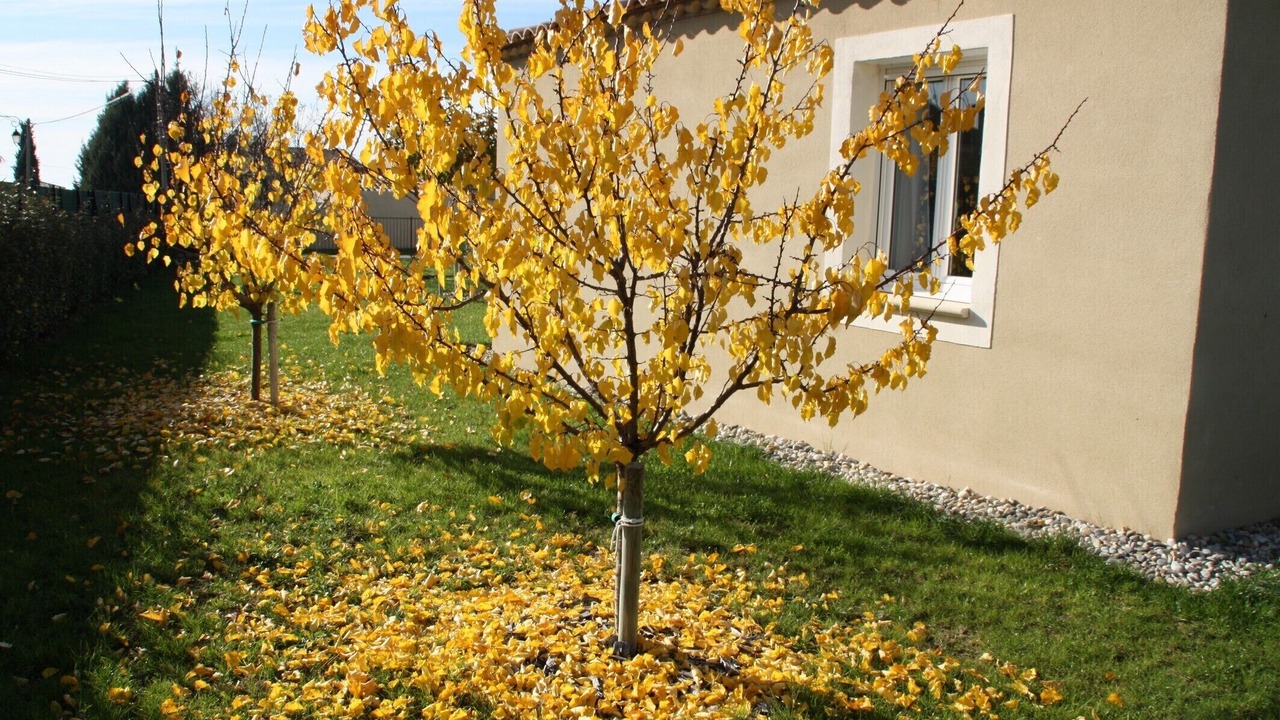 Photo of Outdoor in Caromb