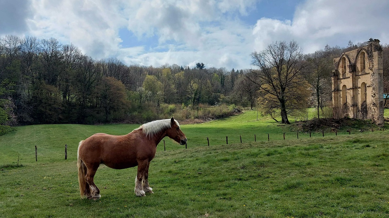Photo of Others in Montigny-les-Cherlieu