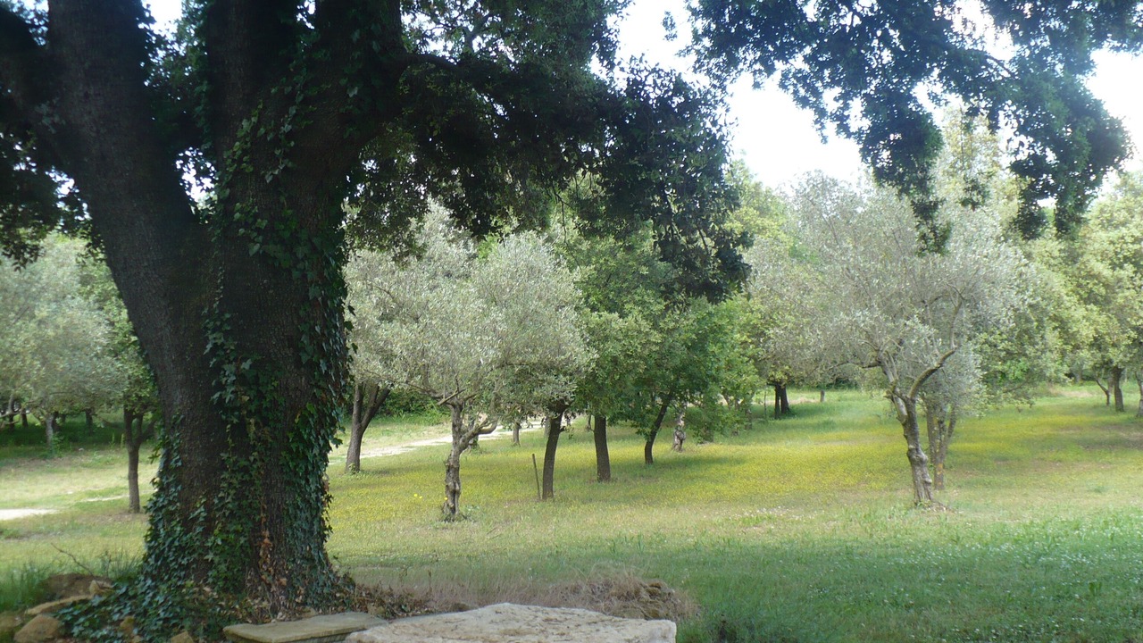 Photo of Outdoor in Grillon