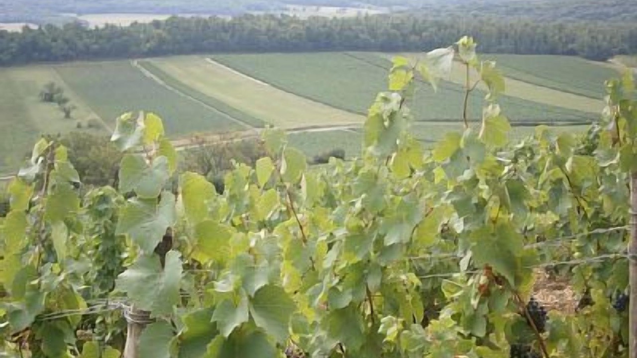 Photo of Outdoor in Sennecey-le-Grand