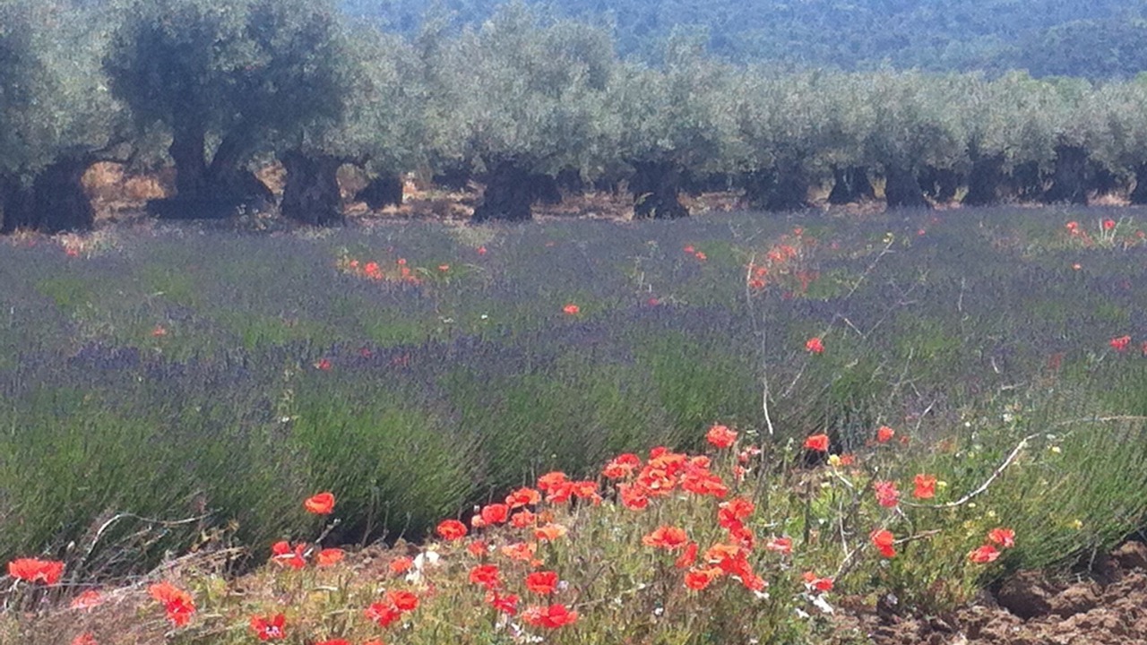 Photo of Outdoor in Venterol