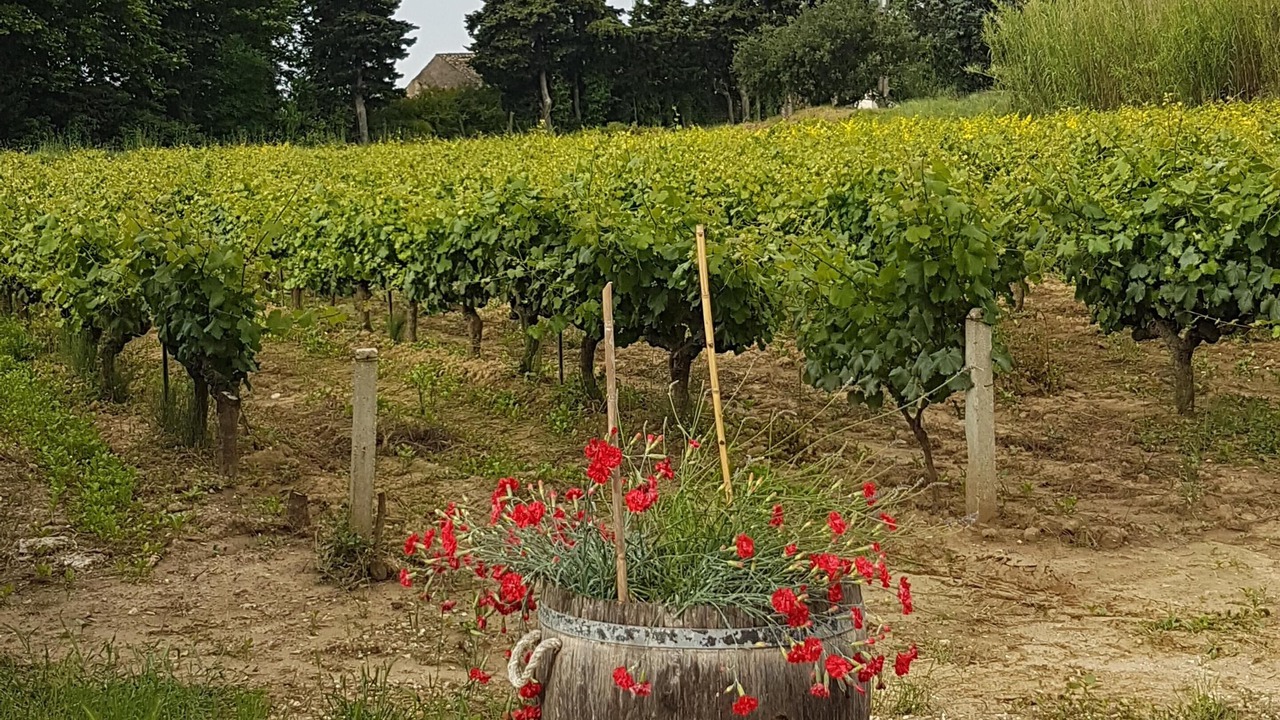 Photo of Outdoor in Vaison-la-Romaine
