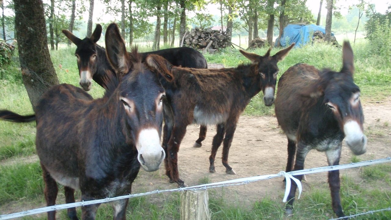 Photo of Others in Montpont-en-Bresse