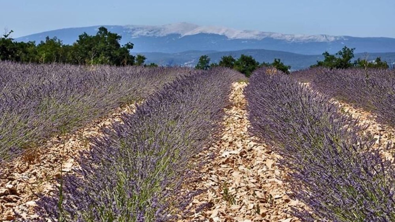 Photo of Outdoor in Malemort-du-Comtat