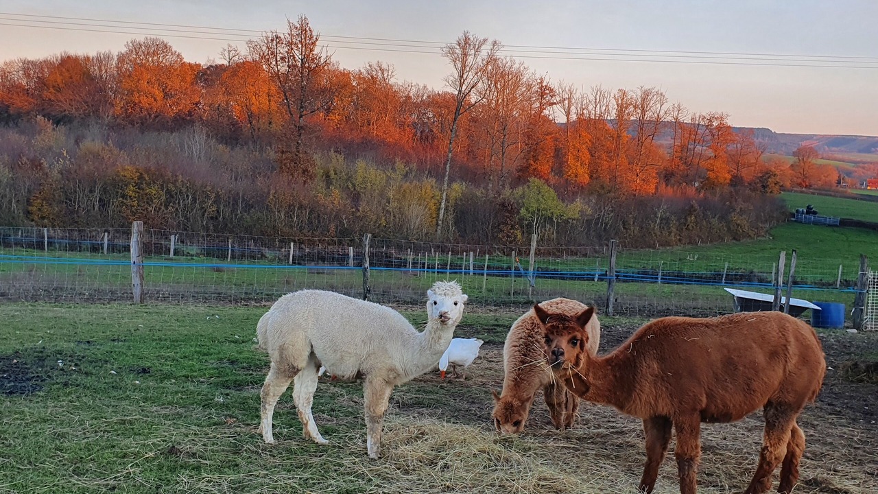 Photo of Outdoor in Savigny-Poil-Fol