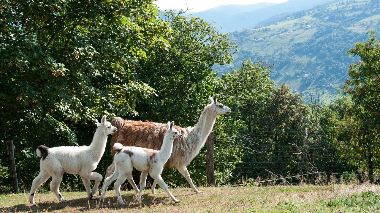 Photo of Outdoor in La Bresse