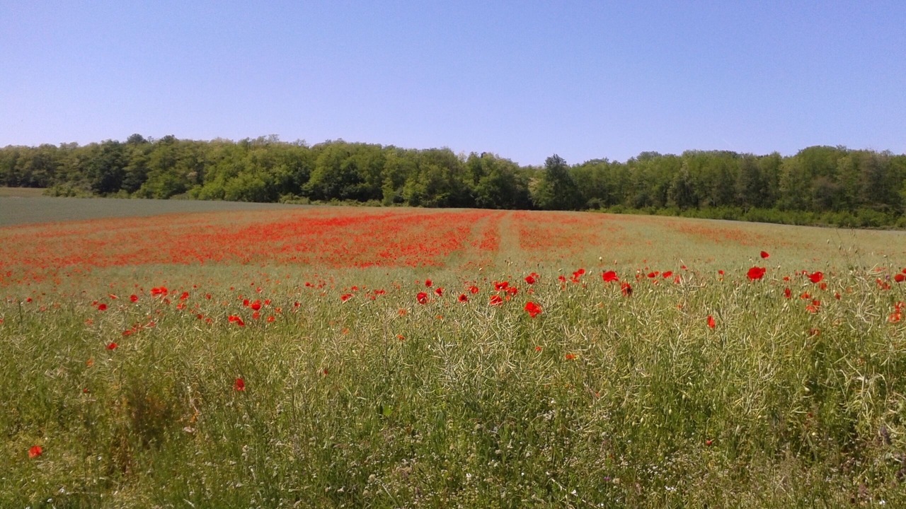 Photo of Outdoor in Michaugues